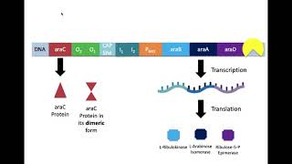 The Arabinose Operon [upl. by Ramyar]