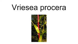 Vriesea Procera [upl. by Seraphina]