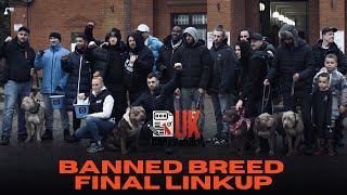 UK BULLY REPORT Banned Breed Final Linkup [upl. by Anailuy]