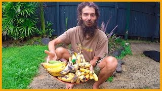 TASTING THE MANY BANANA VARIETIES IN TROPICAL CAIRNS AUSTRALIA [upl. by Sura]