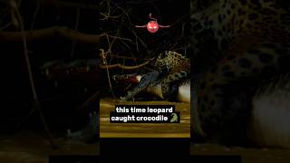 leopard vs crocodile🐊 attacks in river shorts [upl. by Ahsias]