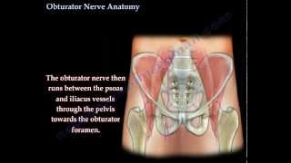 Obturator Nerve Anatomy  Everything You Need To Know  Dr Nabil Ebraheim [upl. by Nahsor]