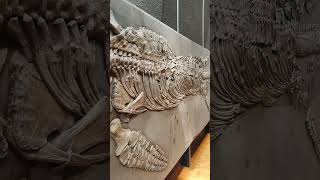 Amazing Ichthyosaur Temnodontosaurus SMNS dinosaur ichthyosaurus fossil shorts [upl. by Obala946]