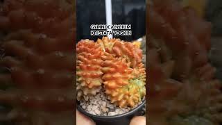 gymnocalycium cv skinsucculant houseplants videoshorts vedeoviral [upl. by Julian]