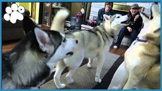 4 HUSKIES HOWLING TOGETHER [upl. by Margi145]