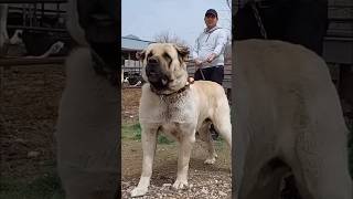 KANGAL VS ALABAI Who Is The King Of Dogs kangal alabai mastiff [upl. by Leile]