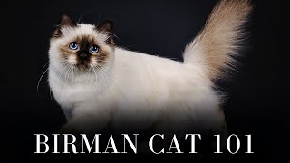 Birman Cat 101  Everything You Need to Know [upl. by Philipa]