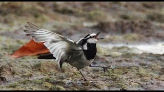 Камчатская трясогузка Motacilla lugens  Blackbacked Wagtail  Film Studio Aves [upl. by Warfeld783]