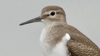 Common Sandpiper [upl. by Barrow]