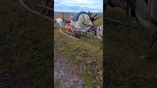 Nomads reindeer herders arctic nomads [upl. by Erland]