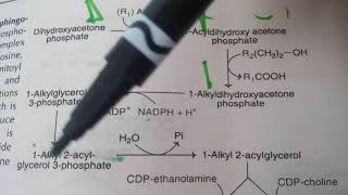 PHOSPHOLIPID SYNTHESIS made easy part 8plasmalogens synthesis [upl. by Manheim314]