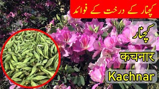 Introduction of Kachnar  کچنار  Kachnar  कचनार  Camels Foot Tree  Bauhinia variegata [upl. by Atlee]