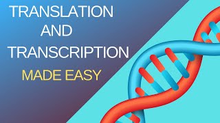 Basic Steps of Translation and Transcription [upl. by Reeher]