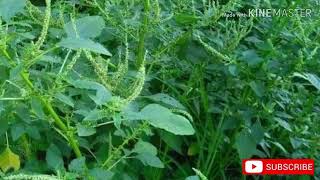 Medicinal uses of Spiny Amaranth or Amaranthus spinosus herbs medicine [upl. by Sina]