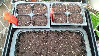 How To Plant Feathertop Ornamental Grass Seeds And Seedlings Update [upl. by Inava]