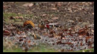 Brambling Lynford Arboretum Norfolk 1124 [upl. by Ayoral973]