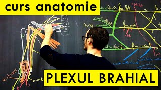 Curs de Anatomie  Plexul Brahial [upl. by Leeban]