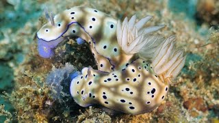 Hypselodoris tryoni  my blue lollipop [upl. by Ferrick562]