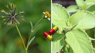 20 Plantas Medicinales Y Milagrosas Que Deberías Tener En Tu Hogar [upl. by Micki]