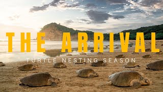 Turtle Nesting Documentary  The Arrival [upl. by Eehsar]