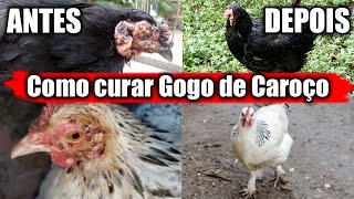 O QUE CAUSA GOGO DE CAROÃ‡O EM GALINHAS E COMO CURAR RÃPIDO [upl. by Hillinck]