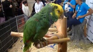 Double Yellow Headed Amazon Parrot sings Old McDonald [upl. by Aimahs]