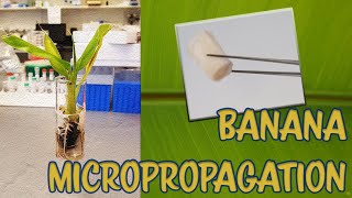 Tutorial Banana Micropropagation in vitroTissue cultureCultivo de tejidos [upl. by Vedetta437]