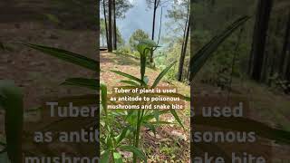 Arisaema jacquemontiicobralillysnakenaturehimalayassnakebiteplantlover halloweenviralshorts [upl. by Andrus]