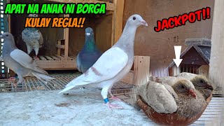 APAT NA INAKAY NI BORGA KULAY REGLA  NAG VACCINE DIN AKO NG KALAPATI ANTI PMV  BLUE PIGEON [upl. by Eeuqram998]