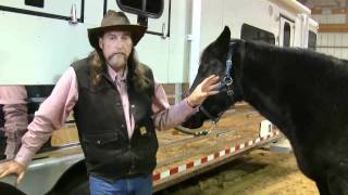 How Horses chew their food and use their teeth  stall13com videos [upl. by Enohs11]