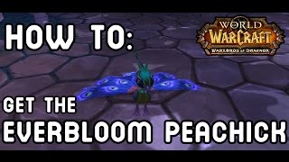 HOW TO Get The EVERBLOOM PEACHICK Warlords of Draenor [upl. by Tristas589]