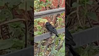 Black sparrow sparrowkidmovement alonenature birdsounds park [upl. by Madeleine]