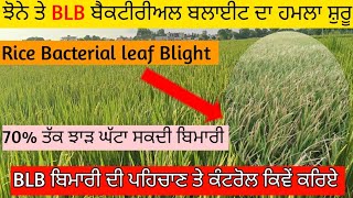 Rice Bacterial leaf Blight Bacterial Blast control and detection। kehry spray karia 🌾 [upl. by Ellehcer]