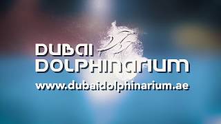 DOLPHIN SHOW  Dubai Dolphinarium [upl. by Petersen]