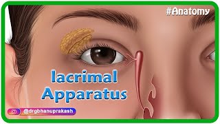 Anatomy of lacrimal apparatus Animation  USMLE Step 1 [upl. by Hcir]