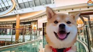 I Took My Shiba Inu to a Shopping Mall [upl. by Skcirdnek]