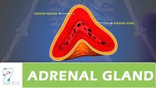 ADRENAL GLAND [upl. by Aruon216]