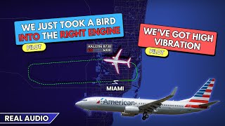 HIGH ENGINE VIBRATION after bird strike American Boeing 737 returns to Miami Airport Real ATC [upl. by Lohcin864]