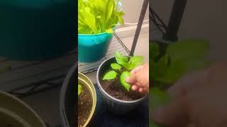 Simple gardening at home  update Barrina Plant Stand with Grow Lights gardening [upl. by Charyl]