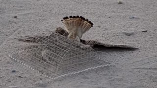 Kestrel trapping in KUWAIT desert [upl. by Currie]