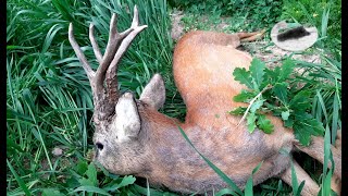 Roebuck hunting in mai 3 Sliver medal roebuck with 580g weight down [upl. by Aitnecserc]