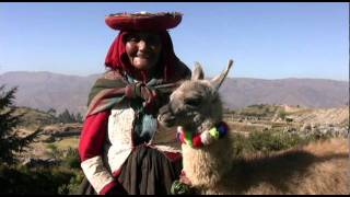 The Cuddly Camelids of Peru [upl. by Harwill]