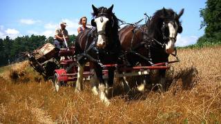 Green Mountain Draft Horse Field Day SIV233 [upl. by Anelrad]