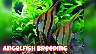 How To Breed Angelfish At Home [upl. by Amby583]