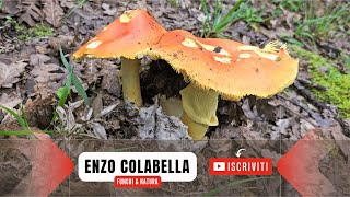 Gli ovoli che non ti aspetti e tanti galletti in attesa dei porcini ⏳🍄 Funghi maggio 2024 [upl. by Imer263]