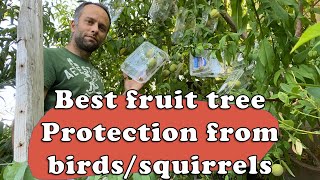 Best fruit tree protection method from bids and squirrels [upl. by Ttsepmet606]