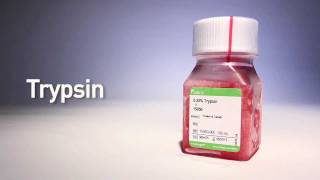 Trypsin by gibco® [upl. by Tanhya]