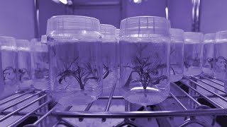 Cannabis Micropropagation [upl. by Calderon468]