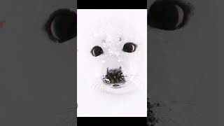 cute harp seal edit seal [upl. by Auliffe]