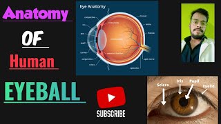 anatomy of the eyeball  Human eye anatomy Structure  Parts  Functions  Rods amp Cones [upl. by Haggai]